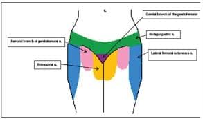 DOLOR PÉLVICO CRÓNICO. (Información para pacientes)