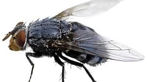 LA REAPARICIÓN DE LA MOSCA.