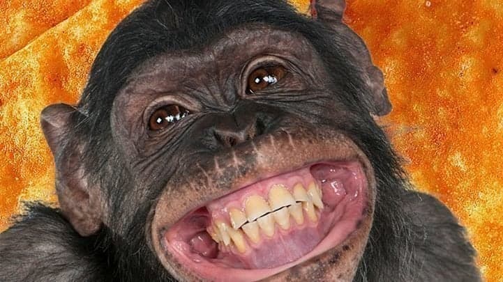 LA MONA DE GRANADA. ( CUECHO)