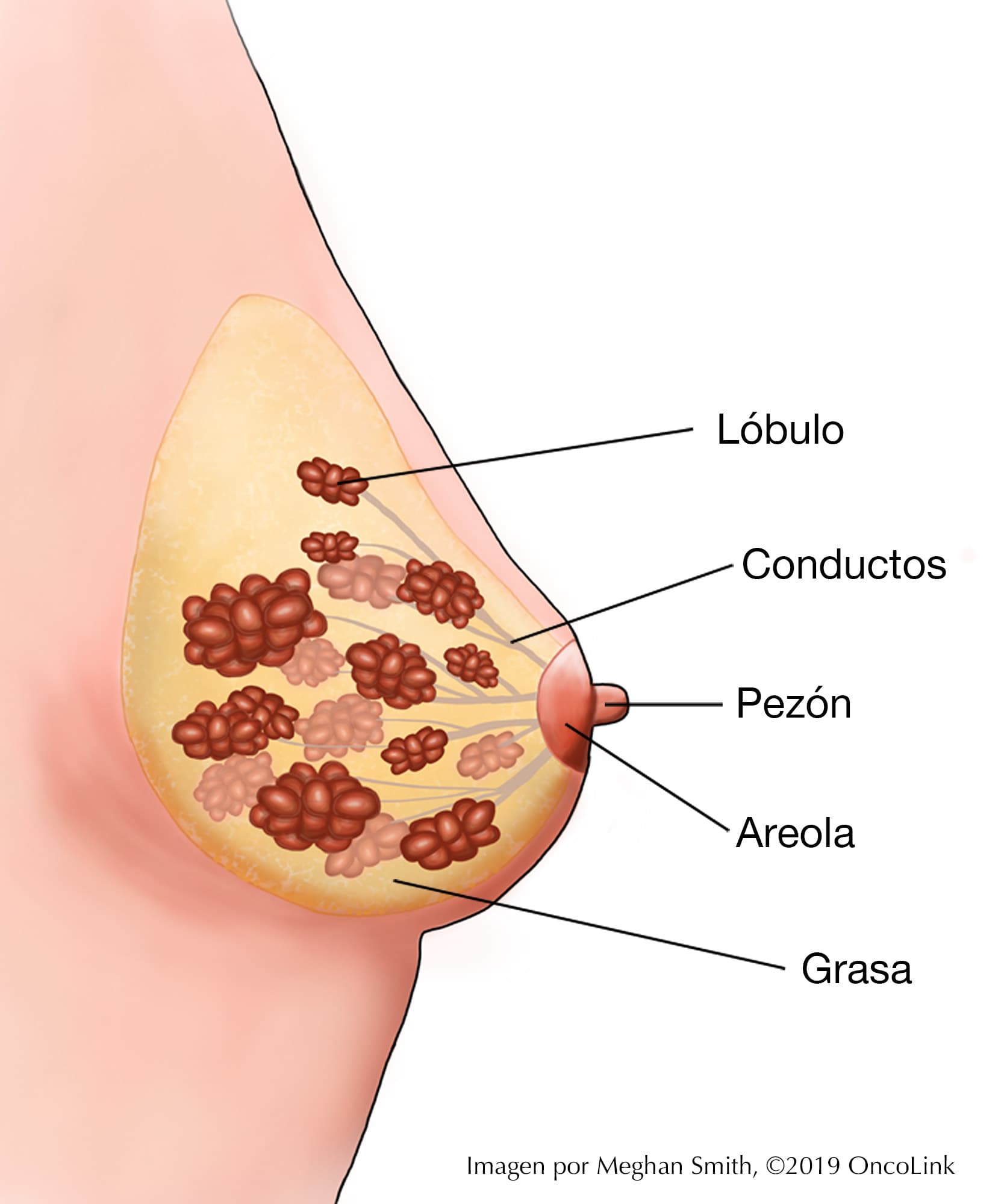 ME TOQUÉ LAS MAMAS. -Cuento de Médico.