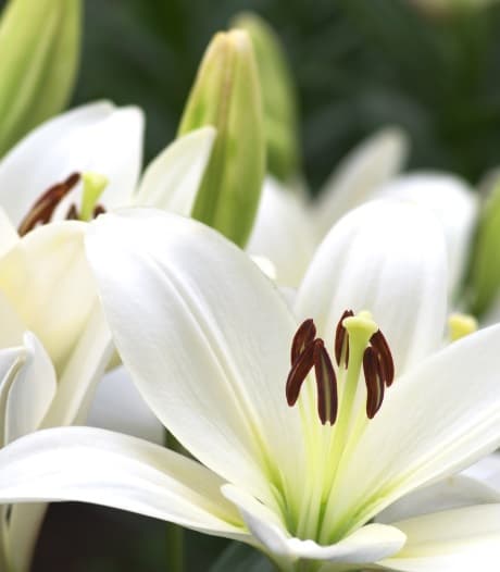 PUEBLO NO PLEBE. ( Salomón de la Selva)