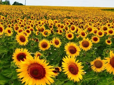LOS GIRASOLES DE HUELVA.
